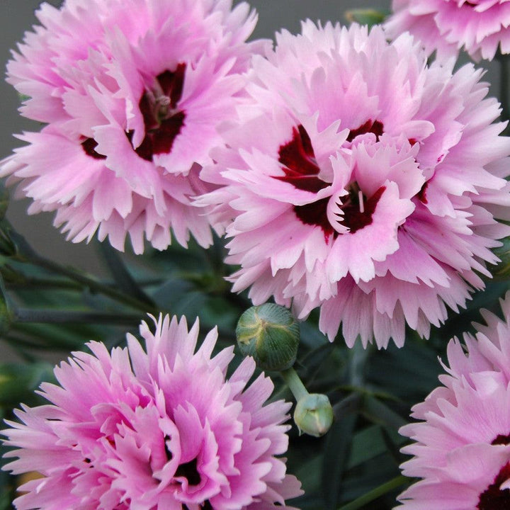 Dianthus x 'Wp08 ver03' ~ Early Bird® Fizzy Dianthus-ServeScape