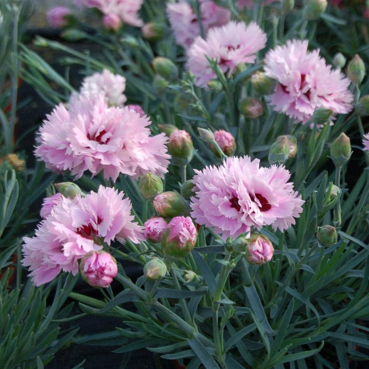 Dianthus x 'Wp08 ver03' ~ Early Bird® Fizzy Dianthus-ServeScape