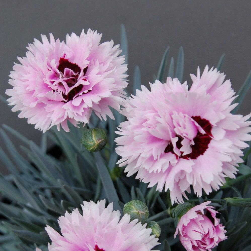 Dianthus x 'Wp08 ver03' ~ Early Bird® Fizzy Dianthus-ServeScape