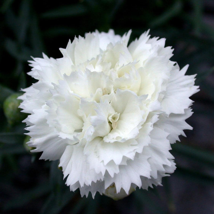 Dianthus x 'Wp10 Ven06' ~ Early Bird® Frosty Dianthus-ServeScape