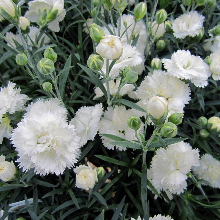 Dianthus x 'Wp10 Ven06' ~ Early Bird® Frosty Dianthus-ServeScape