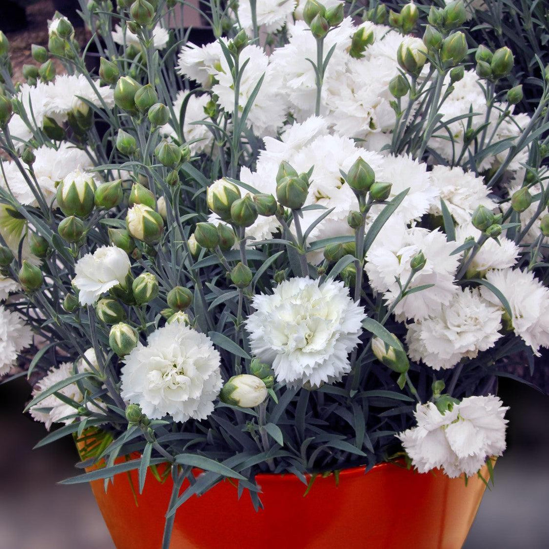 Dianthus x 'Wp10 Ven06' ~ Early Bird® Frosty Dianthus-ServeScape