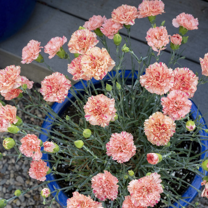 Dianthus x 'Kleda28787' ~ Monrovia® Scent First® Orange Sparkler Dianthus-ServeScape