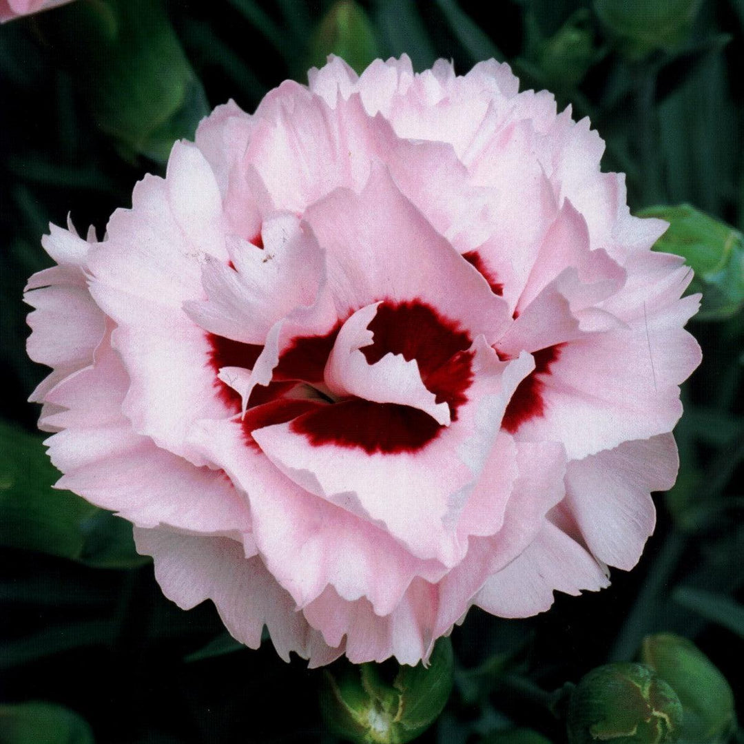 Dianthus x 'Devon Yolande' ~ Scent First® Raspberry Surprise Dianthus-ServeScape