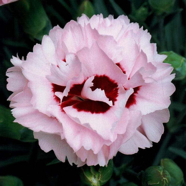 Dianthus x 'Devon Yolande' ~ Scent First® Raspberry Surprise Dianthus-ServeScape