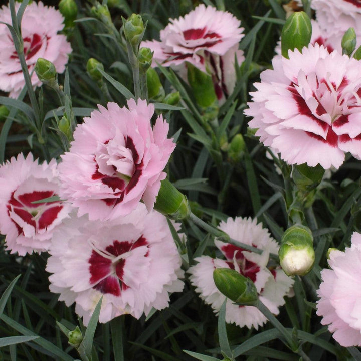 Dianthus x 'Devon Yolande' ~ Scent First® Raspberry Surprise Dianthus-ServeScape