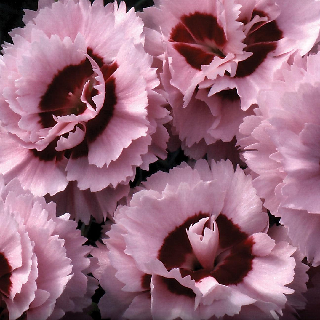 Dianthus x 'Devon Yolande' ~ Scent First® Raspberry Surprise Dianthus-ServeScape