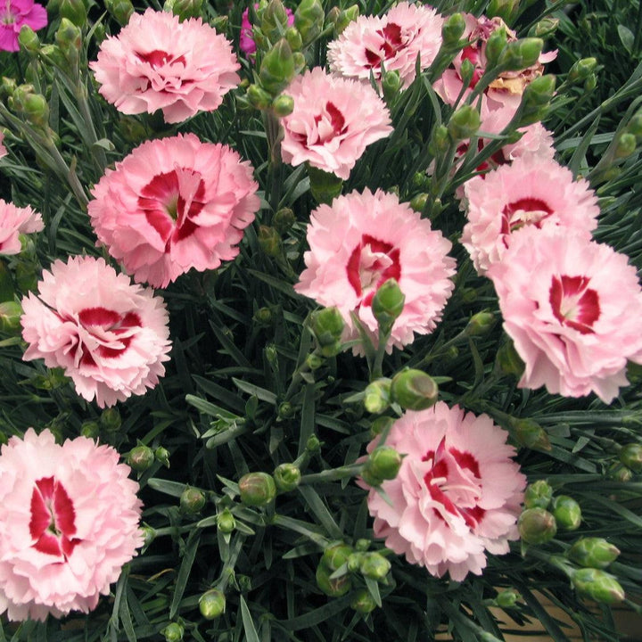 Dianthus x 'Devon Yolande' ~ Scent First® Raspberry Surprise Dianthus-ServeScape