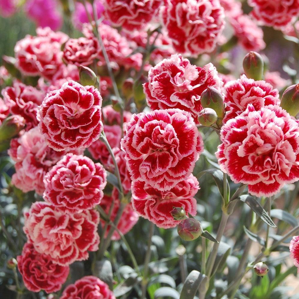 Dianthus x 'Wp08 lan04' ~ Scent First® Sugar Plum Dianthus-ServeScape