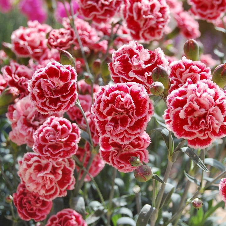 Dianthus x 'Wp08 lan04' ~ Scent First® Sugar Plum Dianthus-ServeScape