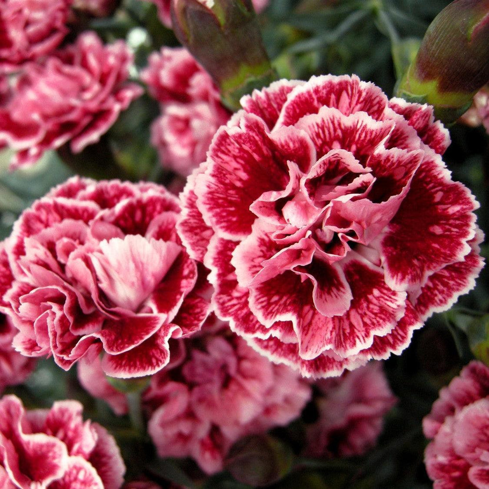 Dianthus x 'Wp08 lan04' ~ Scent First® Sugar Plum Dianthus-ServeScape