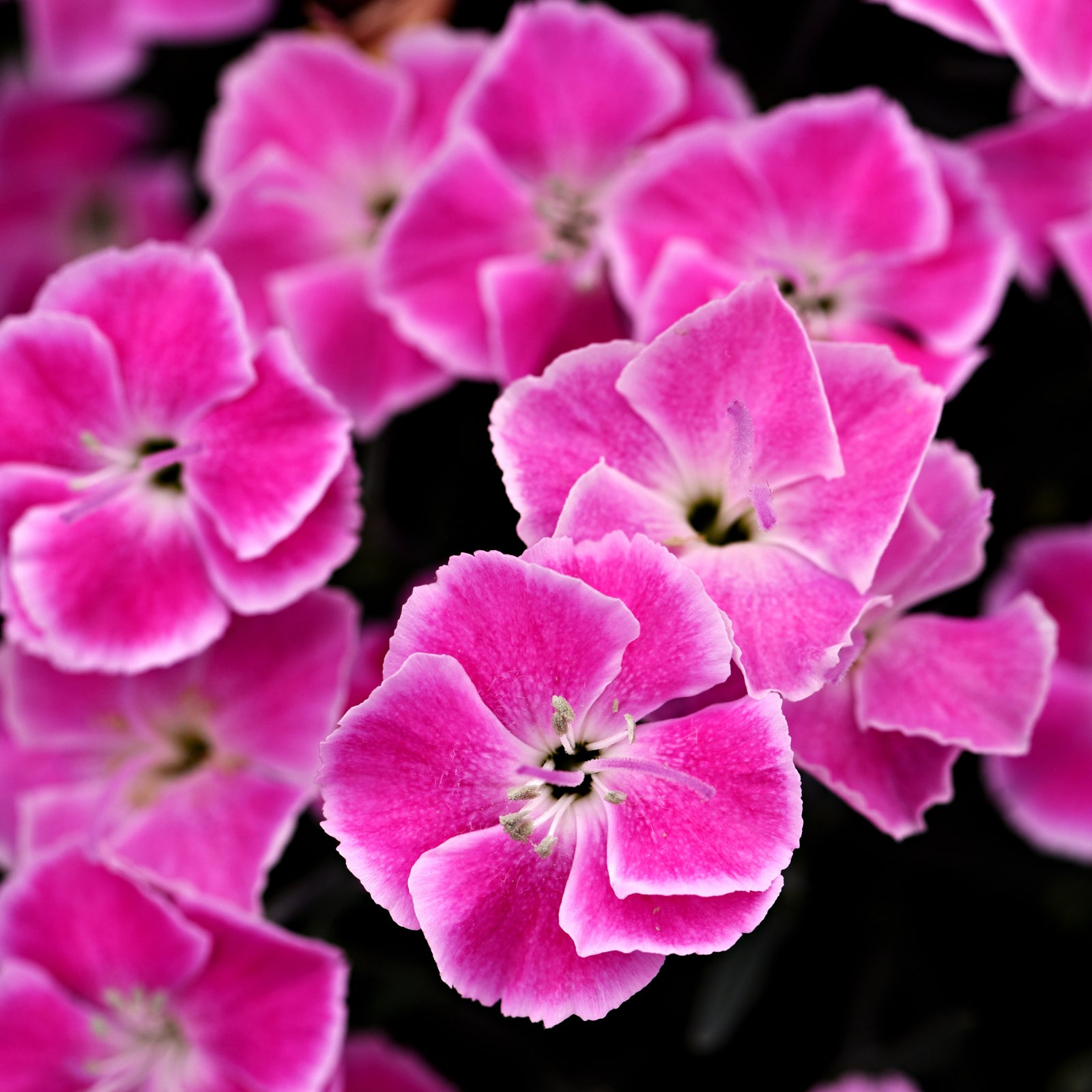 Dianthus x 'Kleda26818' ~ Monrovia® Star Single™ It-Girl™ Dianthus-ServeScape