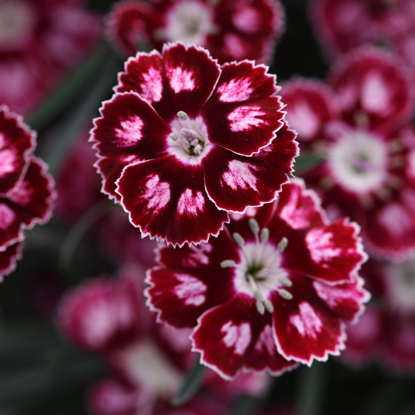 Dianthus x 'Wp24 Jap01' ~ Monrovia® Star Single™ Morello Star Dianthus-ServeScape