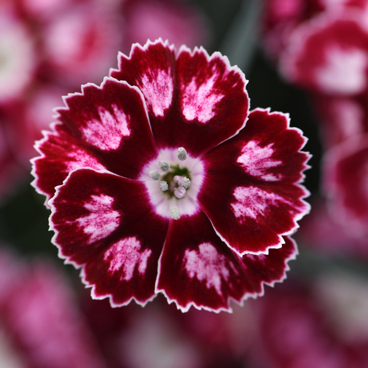 Dianthus x 'Wp24 Jap01' ~ Monrovia® Star Single™ Morello Star Dianthus-ServeScape