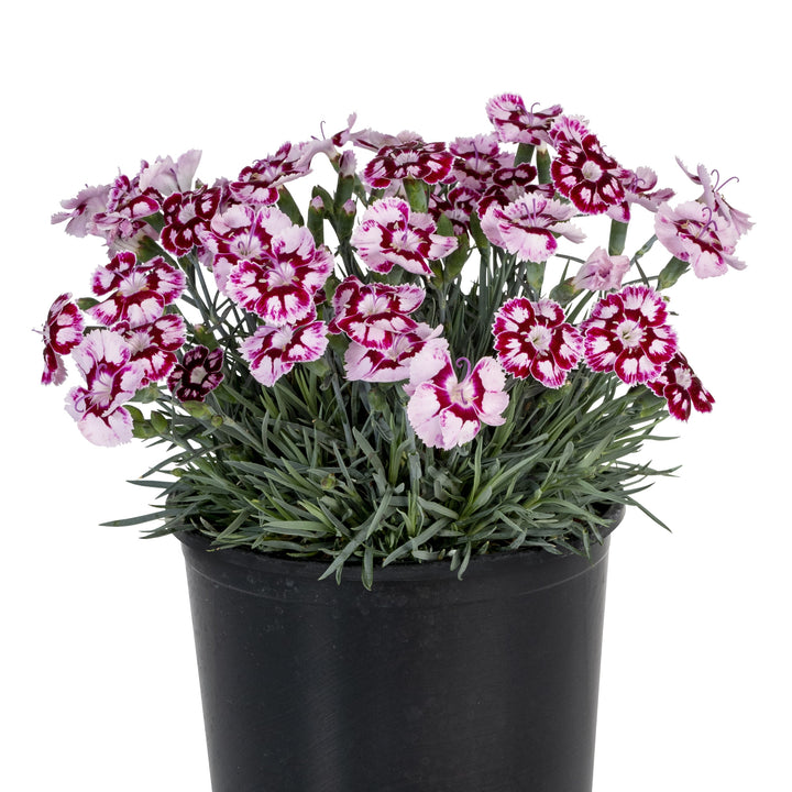 Dianthus x 'Wp24 Jap01' ~ Monrovia® Star Single™ Morello Star Dianthus-ServeScape