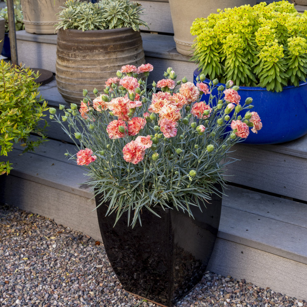 Dianthus x 'Kleda28787' ~ Monrovia® Scent First® Orange Sparkler Dianthus-ServeScape