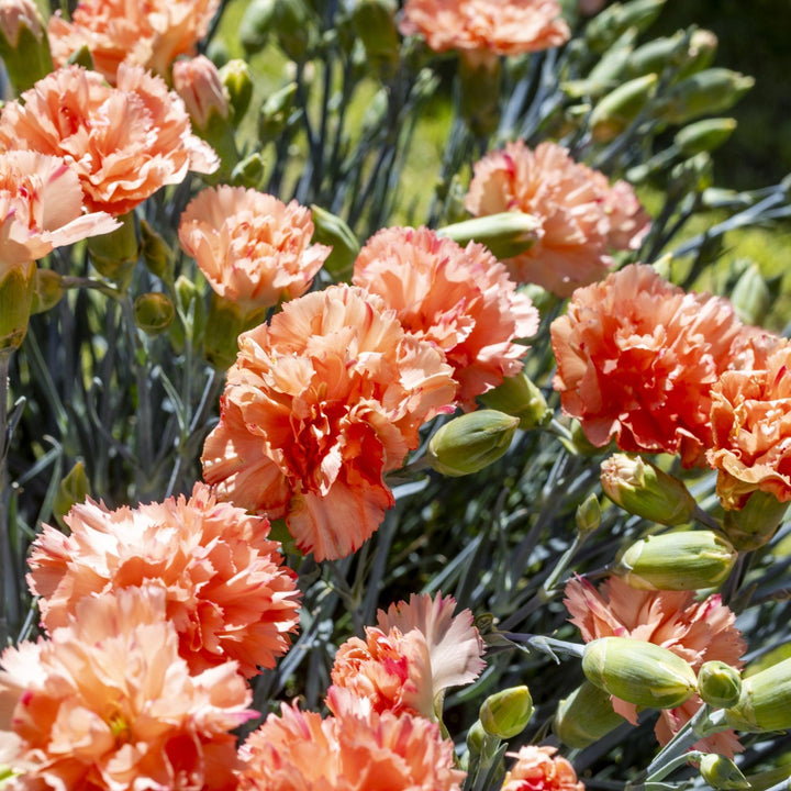 Dianthus x 'Kleda28787' ~ Monrovia® Scent First® Orange Sparkler Dianthus-ServeScape