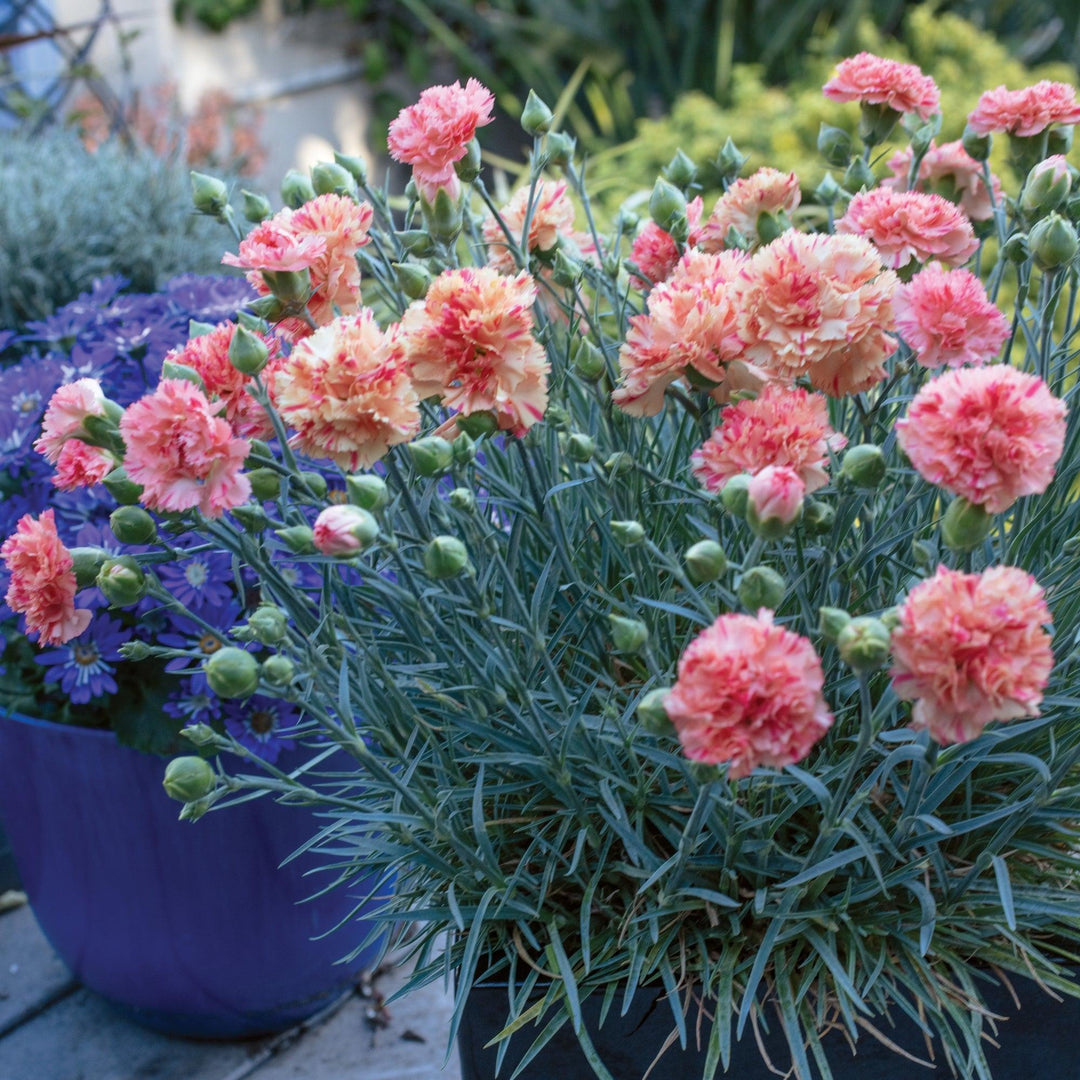 Dianthus x 'Kleda28787' ~ Monrovia® Scent First® Orange Sparkler Dianthus-ServeScape