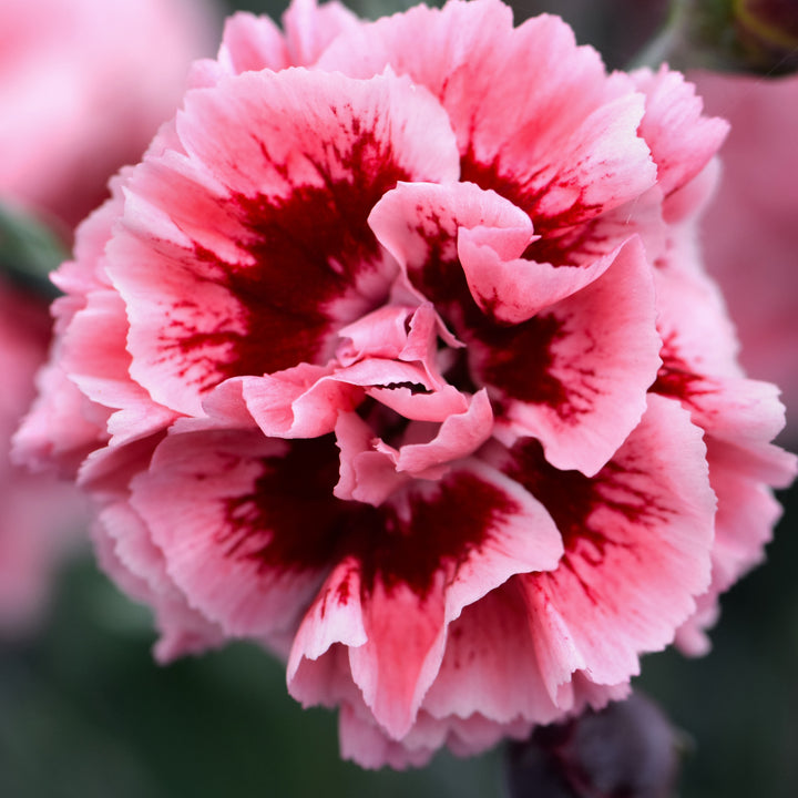 Dianthus x 'Wp08 lan04' ~ Scent First® Sugar Plum Dianthus-ServeScape