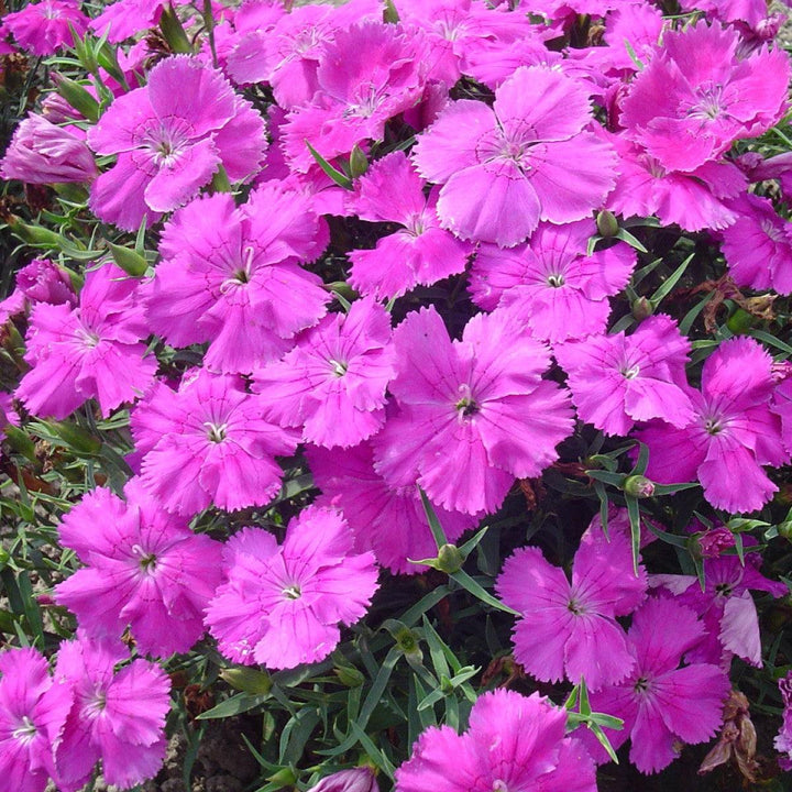 Dianthus 'Diana Blueberry' ~ Diana Blueberry Dianthus-ServeScape