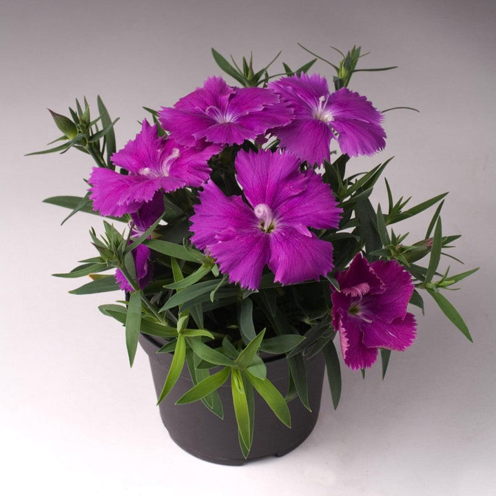 Dianthus 'Diana Blueberry' ~ Diana Blueberry Dianthus-ServeScape