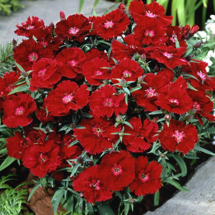 Dianthus 'Diana Crimson' ~ Diana Crimson Dianthus-ServeScape
