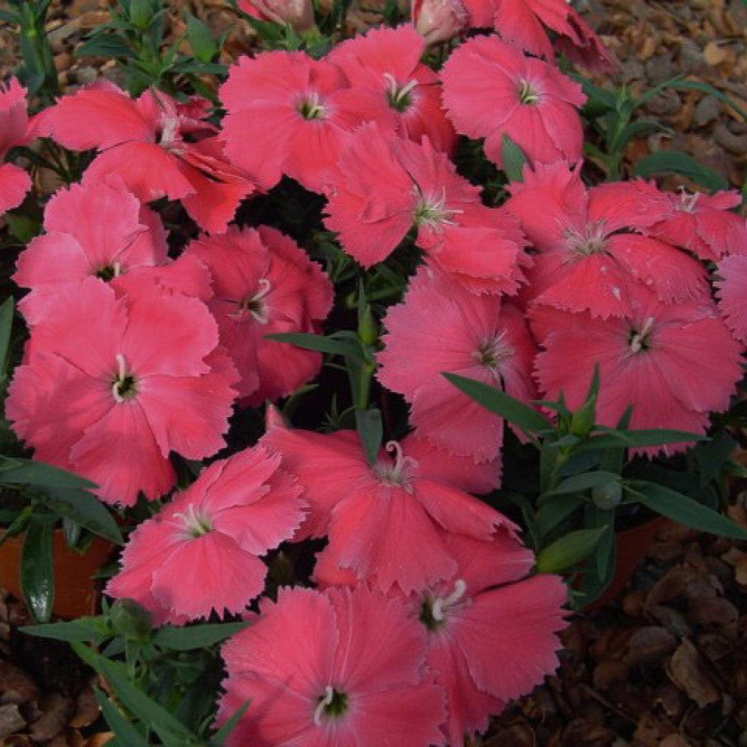 Dianthus 'Diana Pink' ~ Diana Pink Dianthus-ServeScape