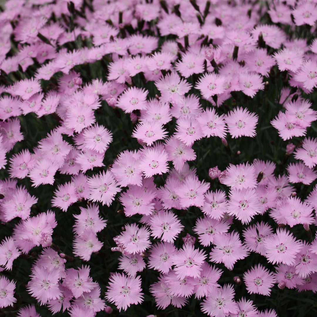 Dianthus 'Bath's Pink' ~ Bath's Pink Dianthus-ServeScape