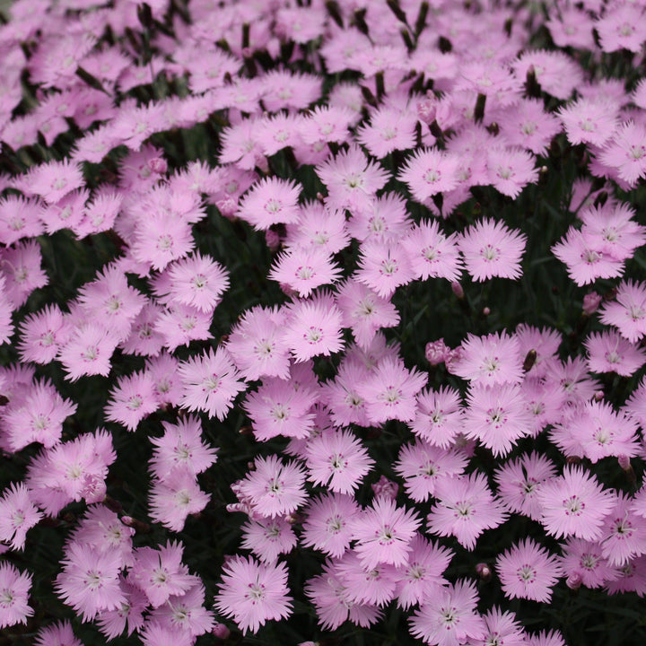 Dianthus 'Bath's Pink' ~ Bath's Pink Dianthus-ServeScape