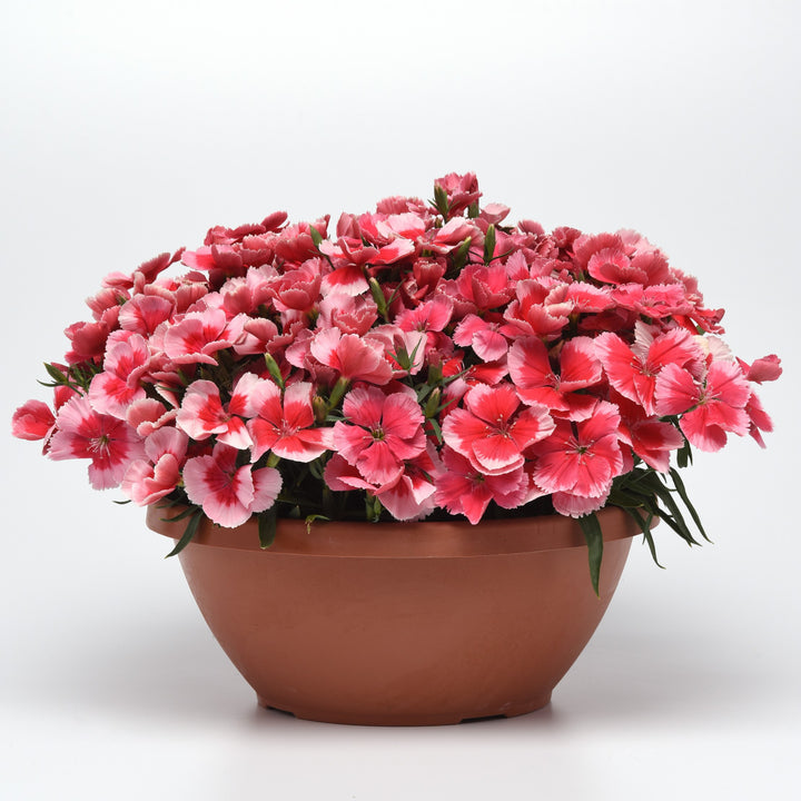 Dianthus 'PAS1067731' ~ Coronet™ Strawberry Dianthus-ServeScape