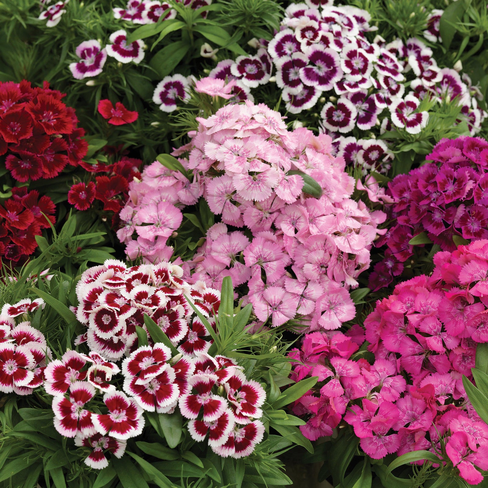Dianthus barbatus 'Diabunda Mix' ~ Diabunda™ Mix Dianthus-ServeScape