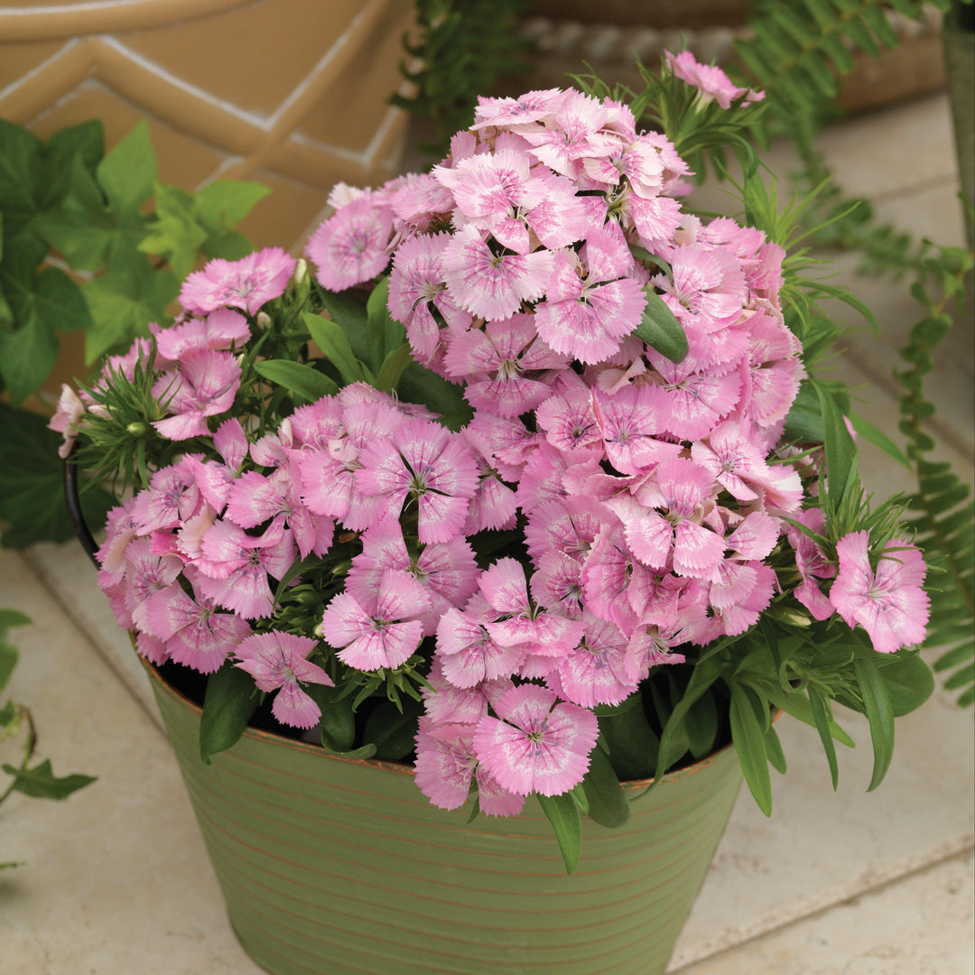 Dianthus barbatus 'Diabunda Pink Pearl' ~ Diabunda™ Pink Pearl Dianthus-ServeScape
