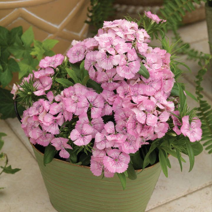 Dianthus barbatus 'Diabunda Pink Pearl' ~ Diabunda™ Pink Pearl Dianthus-ServeScape