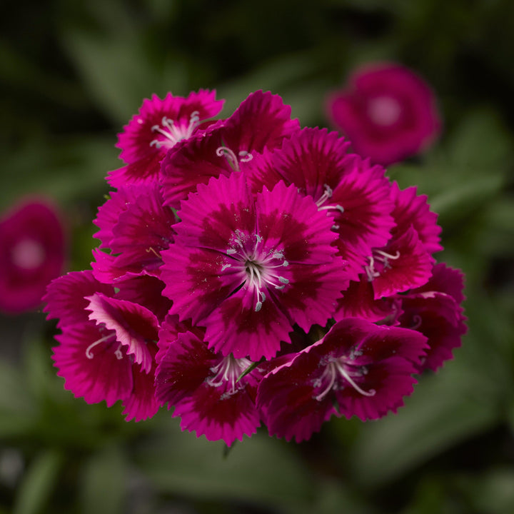 Dianthus barbatus 'Diabunda Purple' ~ Diabunda™ Purple Dianthus-ServeScape