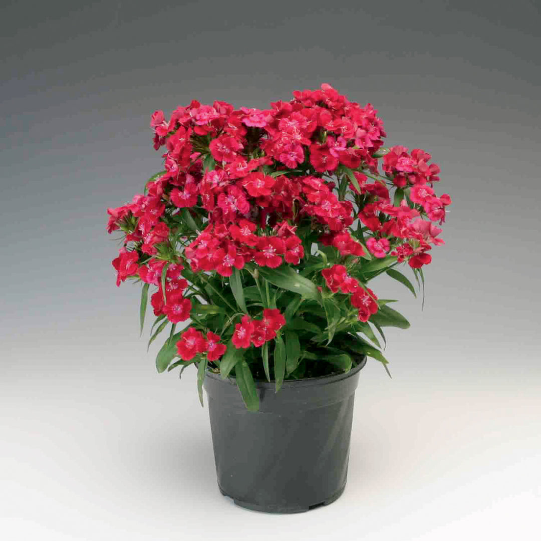 Dianthus barbatus 'Diabunda Red' ~ Diabunda™ Red Dianthus-ServeScape