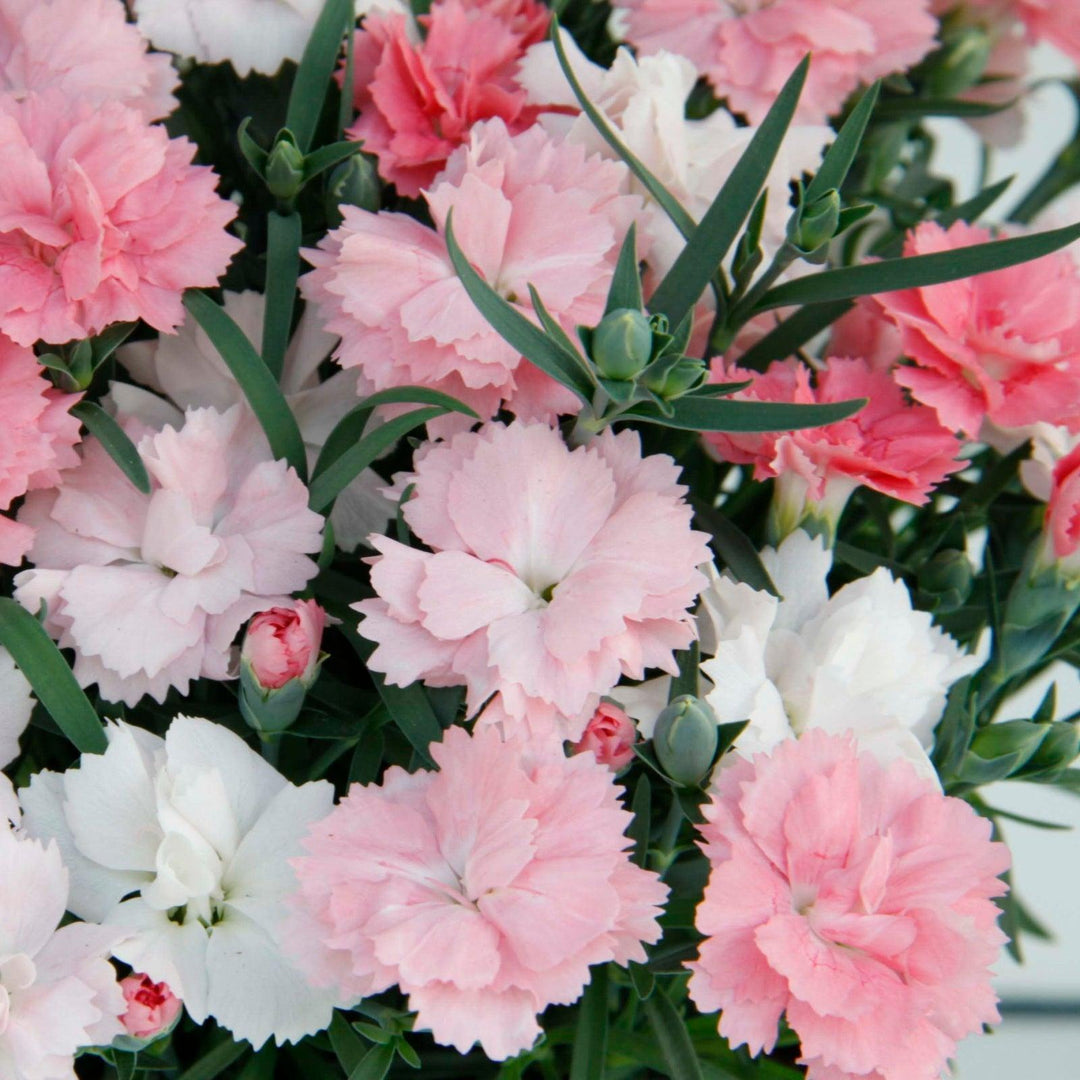 Dianthus x 'KLEDG20339' ~ EverLast™ Pink to White Dianthus-ServeScape