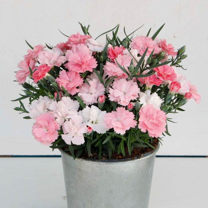 Dianthus x 'KLEDG20339' ~ EverLast™ Pink to White Dianthus-ServeScape
