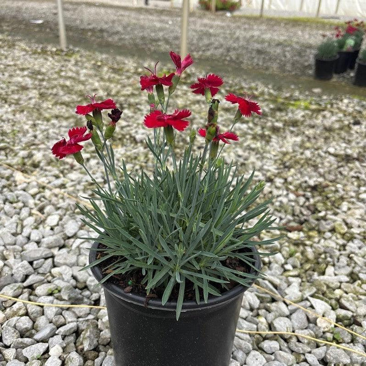 Dianthus 'Wp20 Ppa01‘ PPAF ~ Star Single™ Fire Star Imp. Dianthus-ServeScape