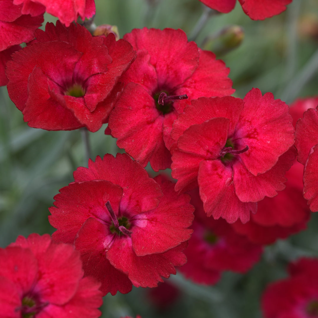 Dianthus 'KonD1335K1’ ~ Mountain Frost™ Ruby Garnet Dianthus-ServeScape