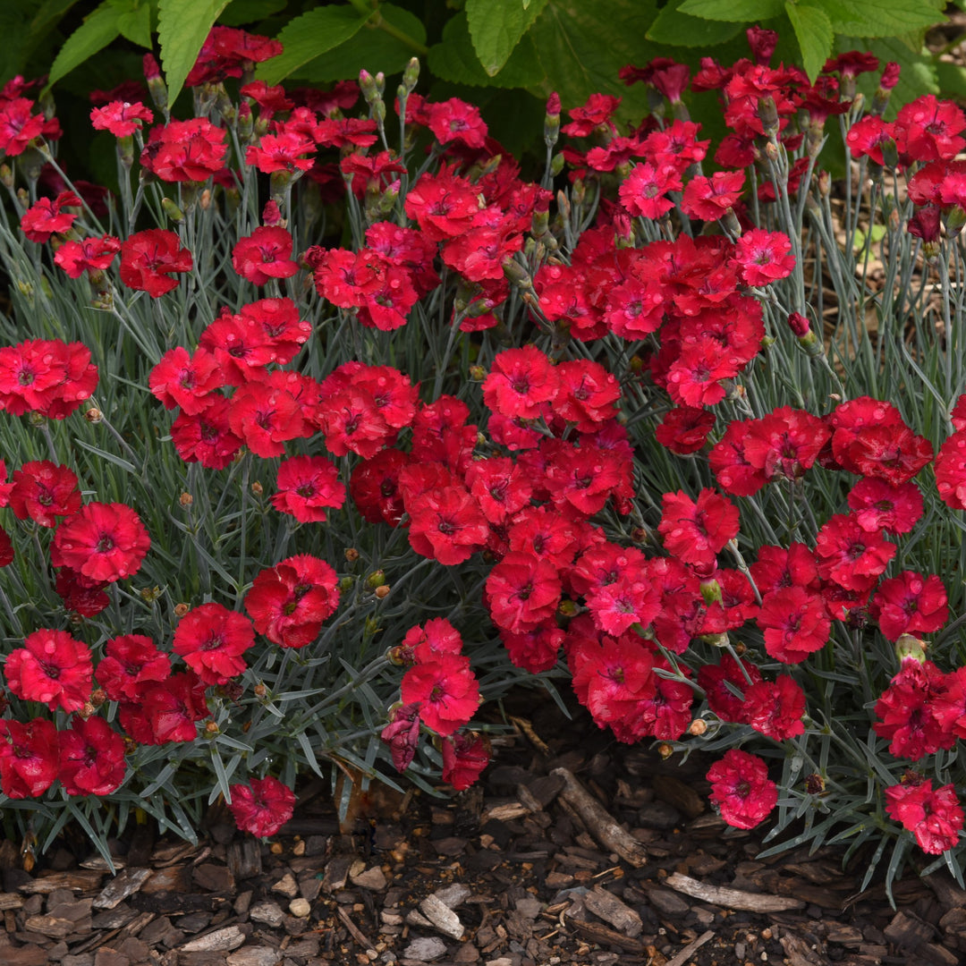 Dianthus 'KonD1335K1’ ~ Mountain Frost™ Ruby Garnet Dianthus-ServeScape