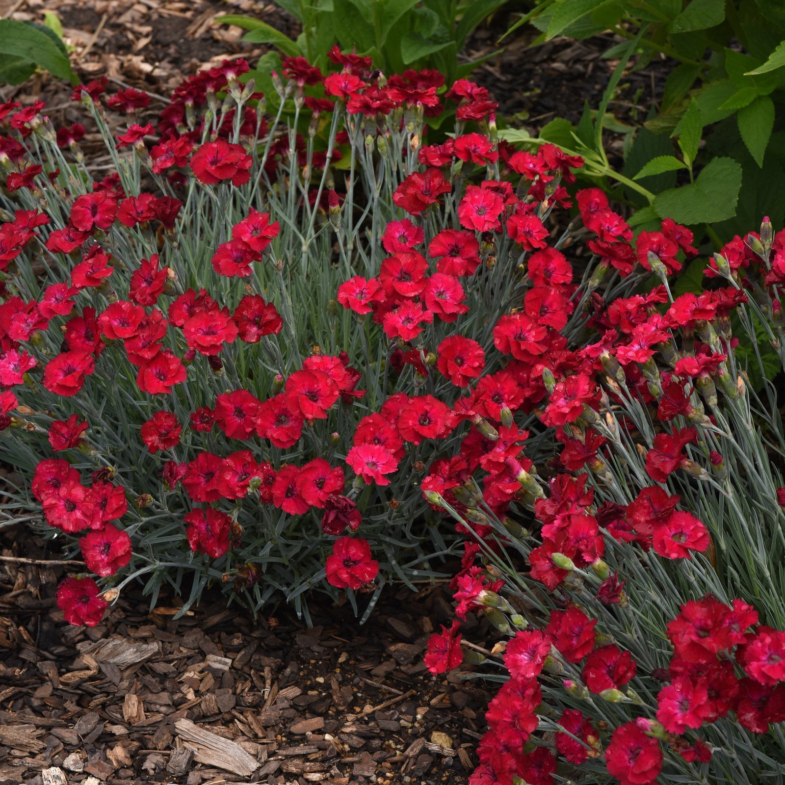 Dianthus 'KonD1335K1’ ~ Mountain Frost™ Ruby Garnet Dianthus-ServeScape