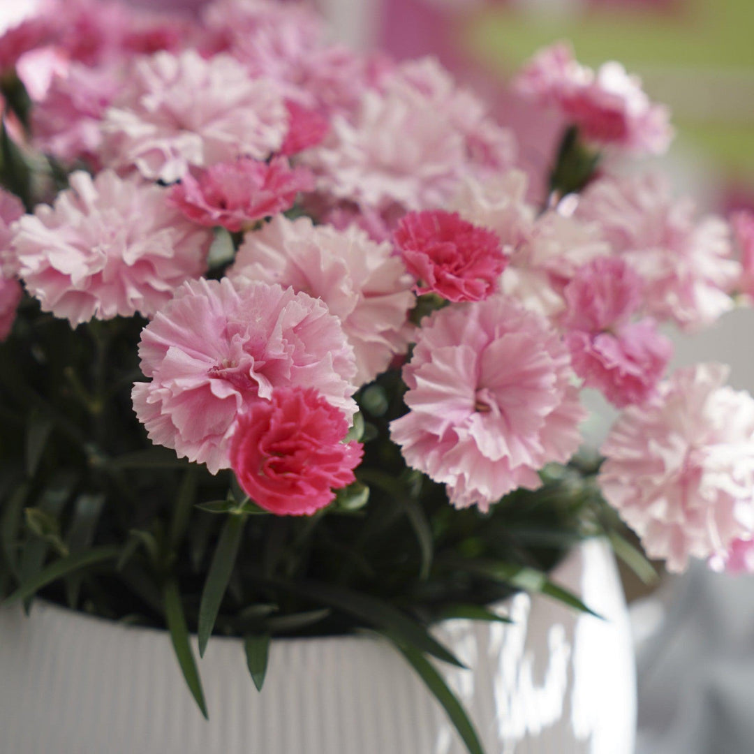 Dianthus x 'KLEDP20383' ~ I Love U Dianthus-ServeScape
