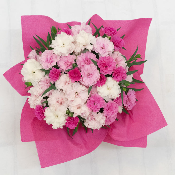 Dianthus x 'KLEDP20383' ~ I Love U Dianthus-ServeScape