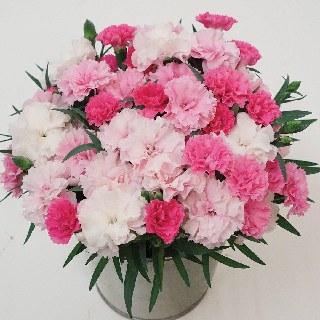 Dianthus x 'KLEDP20383' ~ I Love U Dianthus-ServeScape