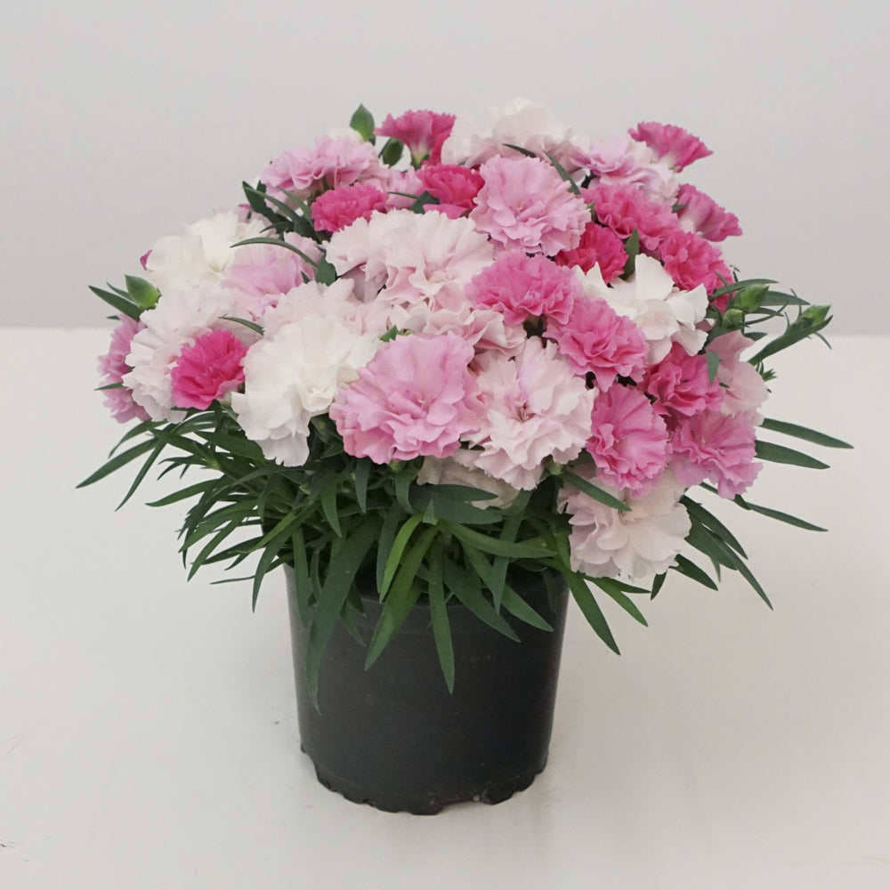 Dianthus x 'KLEDP20383' ~ I Love U Dianthus-ServeScape