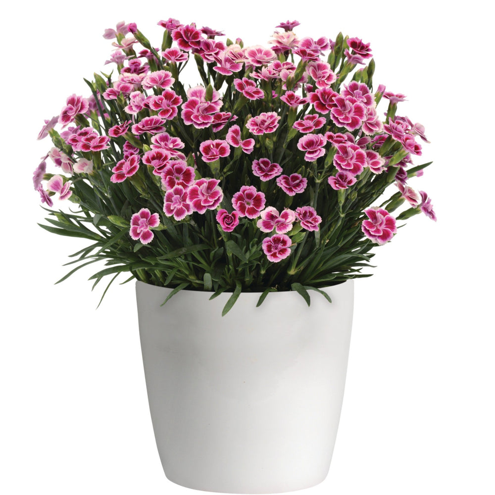 Dianthus x 'KLEDG12163' ~ Pink Kisses® Dianthus-ServeScape