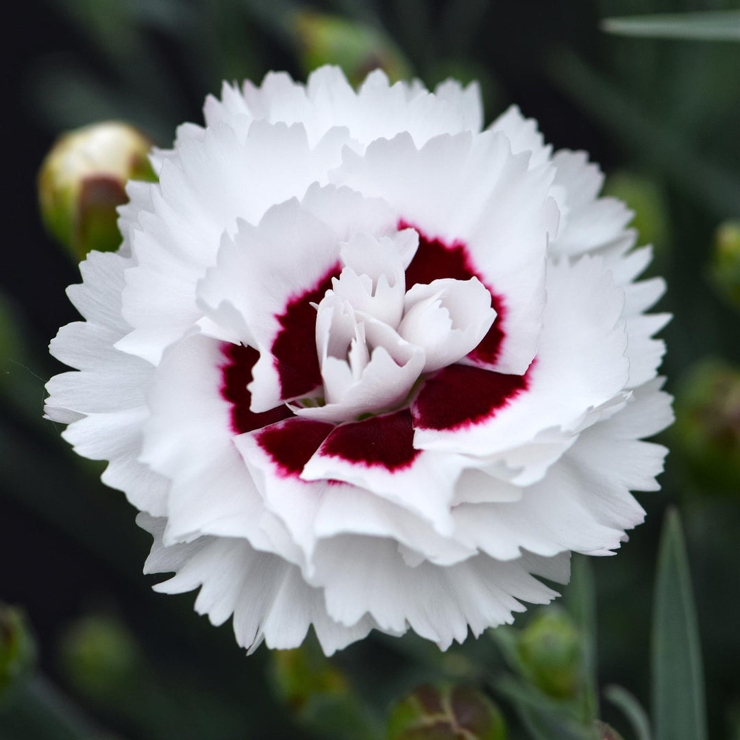 Dianthus x 'WP05 Yves' ~ Scent First® Coconut Surprise Dianthus-ServeScape