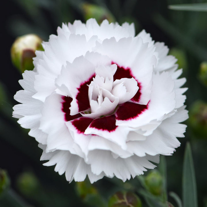 Dianthus x 'WP05 Yves' ~ Scent First® Coconut Surprise Dianthus-ServeScape
