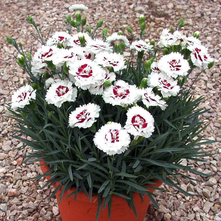 Dianthus x 'WP05 Yves' ~ Scent First® Coconut Surprise Dianthus-ServeScape