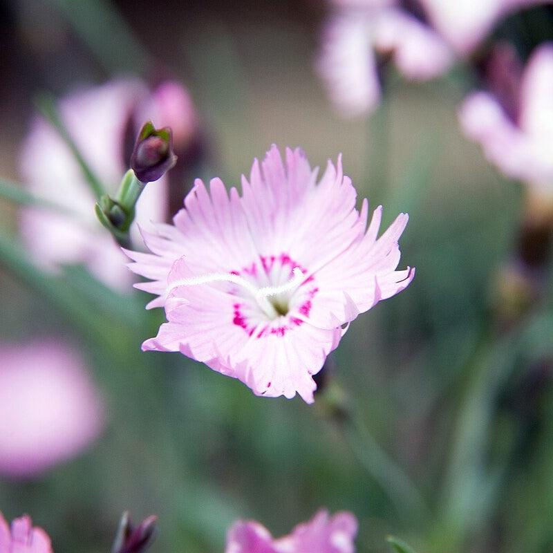 Dianthus 'Bath's Pink' ~ Bath's Pink Dianthus-ServeScape